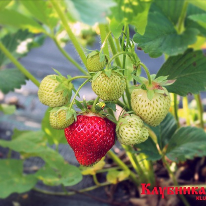 Выращивание плодовых и ягодных культур, ягоды клубники, саженцы клубники
