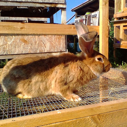 Разведение и выращивание кроликов, получение диетического мяса кролика.