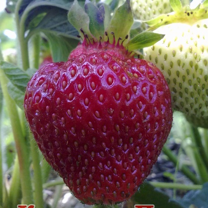 Выращивание плодовых и ягодных культур, ягоды клубники, саженцы клубники