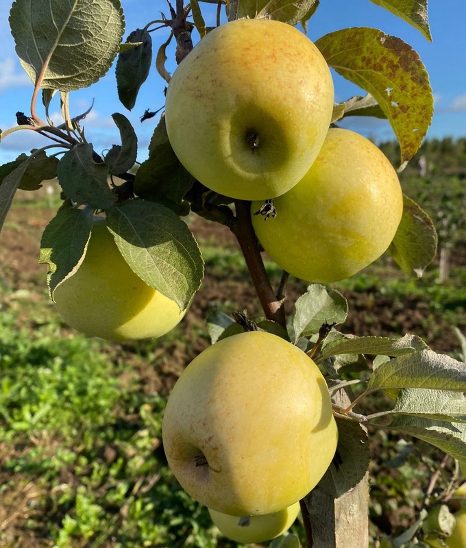 В Яблочный спас на «Вкусной пятнице» РСХБ можно будет купить летние сорта яблок из Палкинского района Псковской области